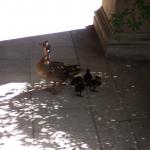 Duck and ducklings