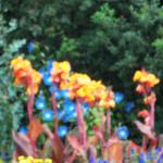 Flowers in St. James Park - 1
