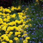 Flowers in St. James Park - 3