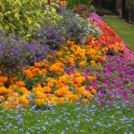 Flowers in St. James Park - 4