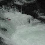 Jumping red salmon