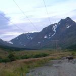 A moose calf crosses our path