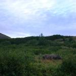Moose cow 2