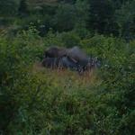 The moose cow with her calf