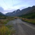 The moose cow crossing our path