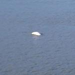 A whale surfaces