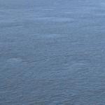Two whales off the coast