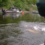 The fish tries to escape