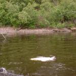 A hooked salmon swims by