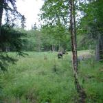 Caribou in the forest