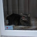 Cat sitting in a window 1