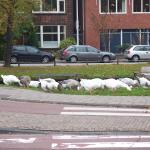 Geese in Leiden