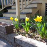 Daffodils planted by Jason and Katie