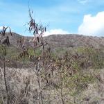 Inside Diamond Head crater