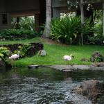 Flamingos at the Hilton