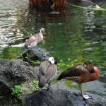 Ducks at the Hilton Ducks at the Hilton