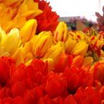 Tulips at the Market