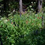 Wildflower patch in the Cascades