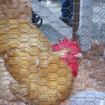 Chicken at the Evergreen State Fair