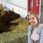 Katie and some big cows