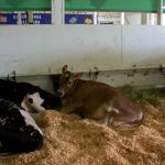 A calf resting