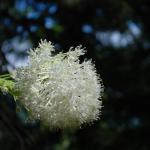 Rainier Flowers 1