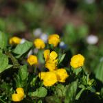 Rainier Flowers 3