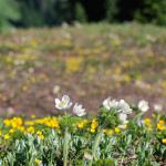 Rainier Flowers 4