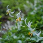 Rainier Flowers 7