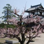 Plum blossoms in Hiroshima Castle