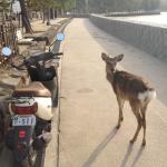 One of many deer on Miyajima