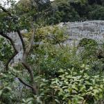 A graveyard built into the hillside