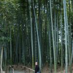 Katie and the bamboo grove