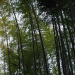 Bamboo at Kodai-ji