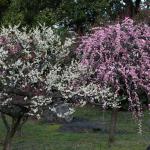 Plum blossoms at To-ji Temple