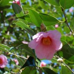 Camellias at Tenryu-ji