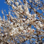 White plum blossoms