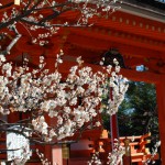 Blossoms and shrine