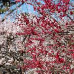 Plum blossoms, Kitano Tenman-gu