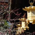 Lanterns and plum blossoms