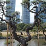 Supported bonsai tree in Hama-rikyu