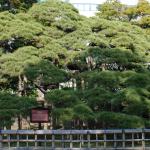 The 300-year-old pine, Hama-rikyu