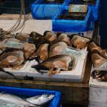 Shellfish at the Tsukiji Fish Market, Tokyo