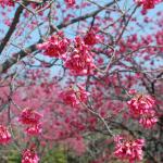 Plum blossoms, Imperial Gardens
