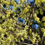 Green flowers