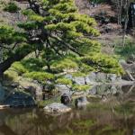 Bonsai tree and pond