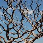 Interesting tree