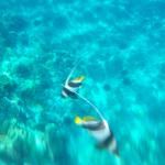 Angel fish