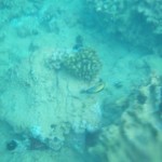Coral and fish