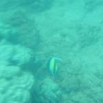 Angel fish 2